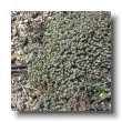 small seeded spurge or smallseed sandmat